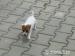 Prodám štěňátka Jack Russel Teriér - Prodej