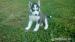Sibírsky Husky - Predaj