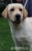 Śliczna biszkoptowa suka labradora - Sprzedaż