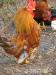SERAMA kakasok tyúkok eladók! - Eladás