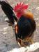 SERAMA kakasok tyúkok eladók! - Eladás