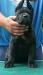 cane corso - Predaj