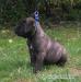 cane corso - Predaj