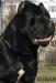 cane corso - Predaj