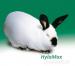 Hyla originálne chovné králiky - Predaj