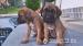 Cane Corso - odber ihneď - Predaj