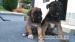 Cane Corso - odber ihneď - Predaj