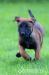 Štěňata belgický ovčák- malinois - Prodej