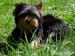 YORKSHIRE TERRIER -YORK - Predaj
