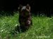 YORKSHIRE TERRIER -YORK - Predaj