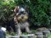 YORKSHIRE TERRIER -YORK - Predaj
