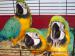 Rozkošný purpur s modrými a zlatá papoušekpapoušci - Prodej