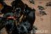Black and Tan Coonhound - Prodej