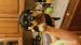 Prodám štěňata rotvajlera - Prodej