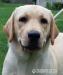 labrador śliczna biszkoptowa suczka - Sprzedaż