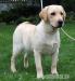 labrador śliczna biszkoptowa suczka - Sprzedaż