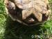 Leopárd teknős eladó - Eladás