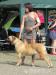 Štěňata Boerboel - Prodej