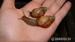 Lissachatina fulica hamillei rodatzi - Prodej