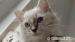 Ragdoll kocourek s rodokmenem. - Prodej