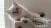 Ragdoll kocourek s rodokmenem. - Prodej