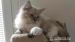 Ragdoll kocourek s rodokmenem. - Prodej