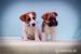 JRT - Jack Russell terrier s PP - Prodej
