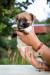 JRT - Jack Russell terrier s PP - Prodej