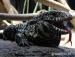 Argentine Black and White Tegu - Kúpa