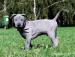 Thajský ridgeback modrý - Prodej