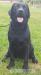 labardor czarna suka hodowlana - Sprzedaż