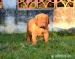Bordeauxska doga, Dogue de bordeaux - Predaj