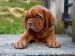 Bordeauxska doga, Dogue de bordeaux - Predaj