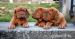 Bordeauxska doga, Dogue de bordeaux - Predaj