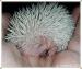 Pygmy Hedgehog Babies - Sale