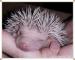 Pygmy Hedgehog Babies - Sale