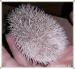 Pygmy Hedgehog Babies - Sale