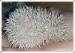 Pygmy Hedgehog Babies - Sale