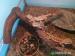 Agama vousatá (Pogona vitticeps) - Prodej
