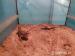 Agama vousatá (Pogona vitticeps) - Prodej