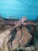 Agama vousatá (Pogona vitticeps) - Prodej