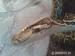 Python molurus bivittatu- krajta tmavá - Prodej