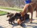 Rhodesian Ridgeback - Predaj