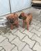 Rhodesian Ridgeback - Predaj
