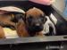 Rhodesian Ridgeback - Predaj