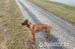 Rhodesian Ridgeback - Predaj