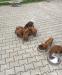 Rhodesian Ridgeback - Predaj