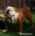 Anglický buldog-bulldog-krytie - Predaj