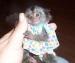 Marmozeta Białoucha Małpka Małpa Ręcznie karmiona - Sprzedaż