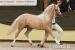 Cremello WPBR Pony, Reitpony - Eladás
